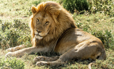 A Lion relaxes in the Serengeti