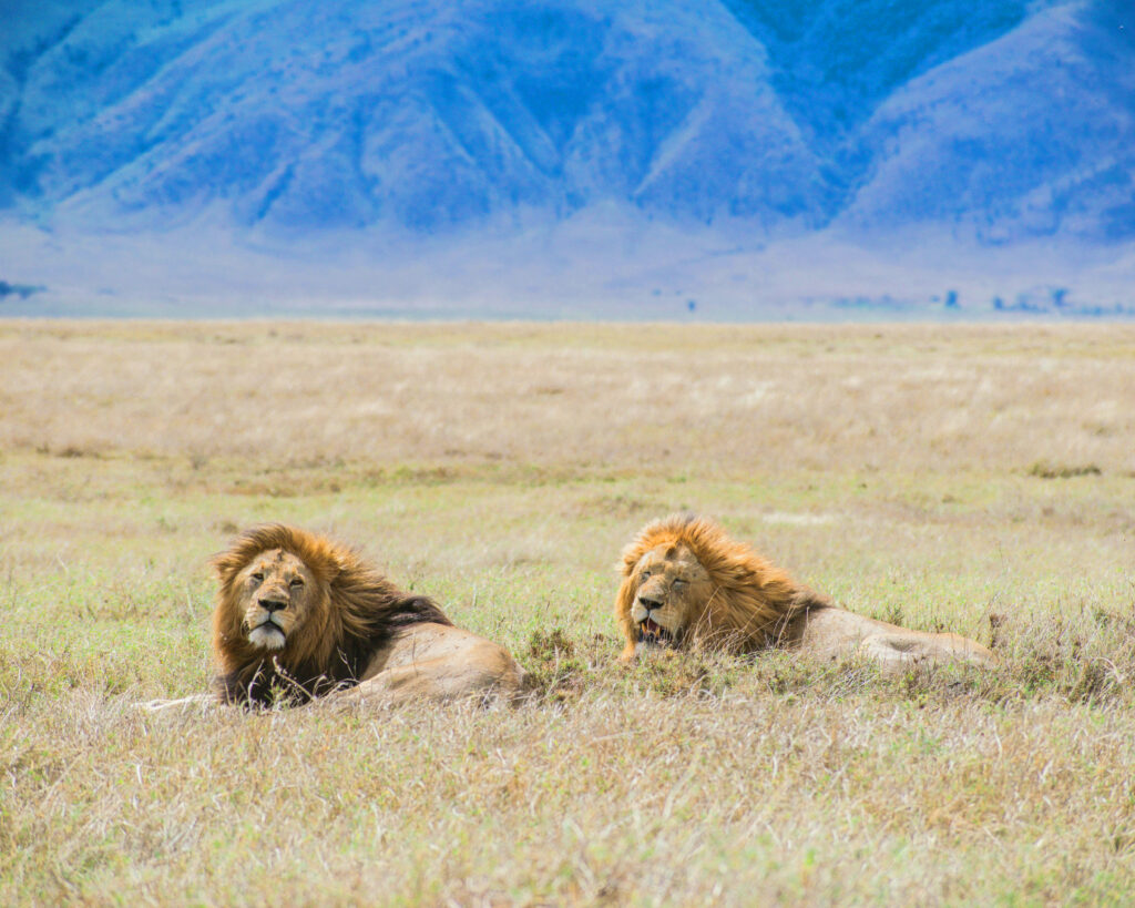 Lions in Ngorongoro Crater, Tanzania