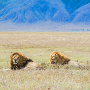 Lions in Ngorongoro Crater, Tanzania
