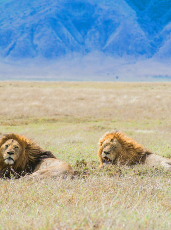 Lions in Ngorongoro Crater, Tanzania