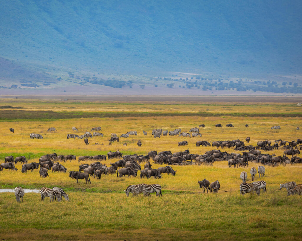 Wildlife on the Ngorongor plains in Tanzania