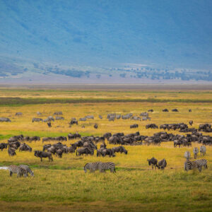 Wildlife on the Ngorongor plains in Tanzania
