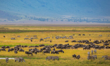 Wildlife on the Ngorongor plains in Tanzania