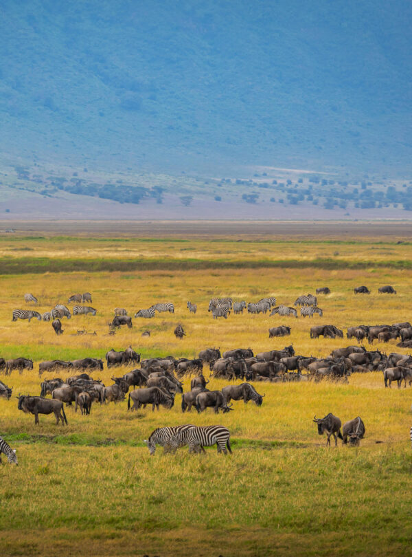 Wildlife on the Ngorongor plains in Tanzania