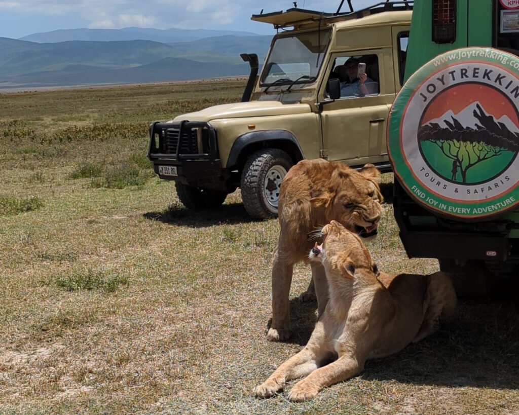 Lake Manyara Day Trip Cost – Tourists Photographing Lions