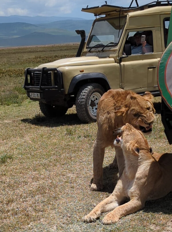 Tourists on game drive photographing lions in Tanzania