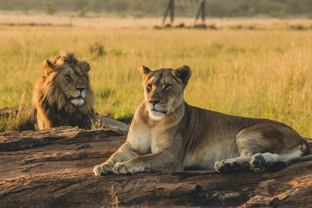 Pride of lions resting on rocks in Serengeti National Park