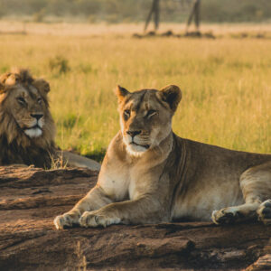Pride of lions resting on rocks in Serengeti National Park