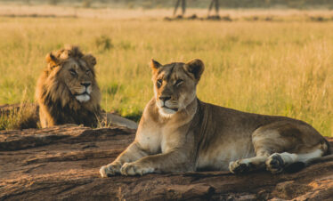 Pride of lions resting on rocks in Serengeti National Park