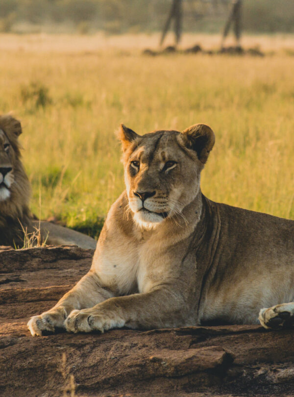 Pride of lions resting on rocks in Serengeti National Park