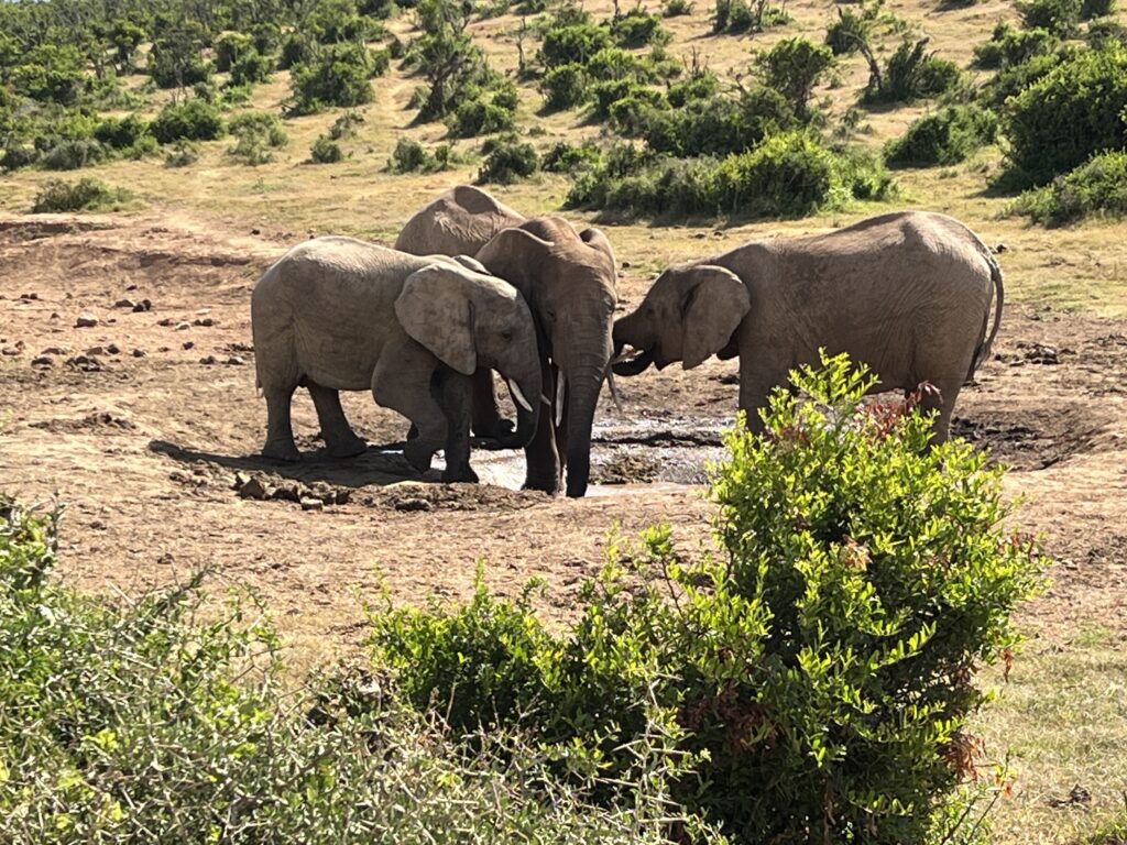 Herd of elephants at a water hole in Tarangire National Park