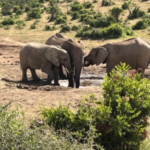 Herd of elephants at a water hole in Tarangire National Park