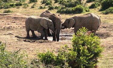 Herd of elephants at a water hole in Tarangire National Park