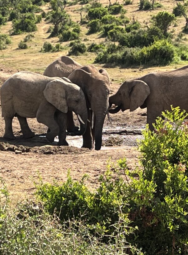 Herd of elephants at a water hole in Tarangire National Park