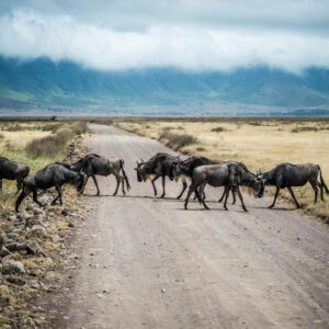 wildebeest in ngorongoro tanzania