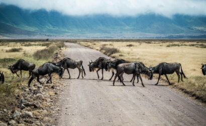 Wildebeest in Ngorongoro, Tanzania