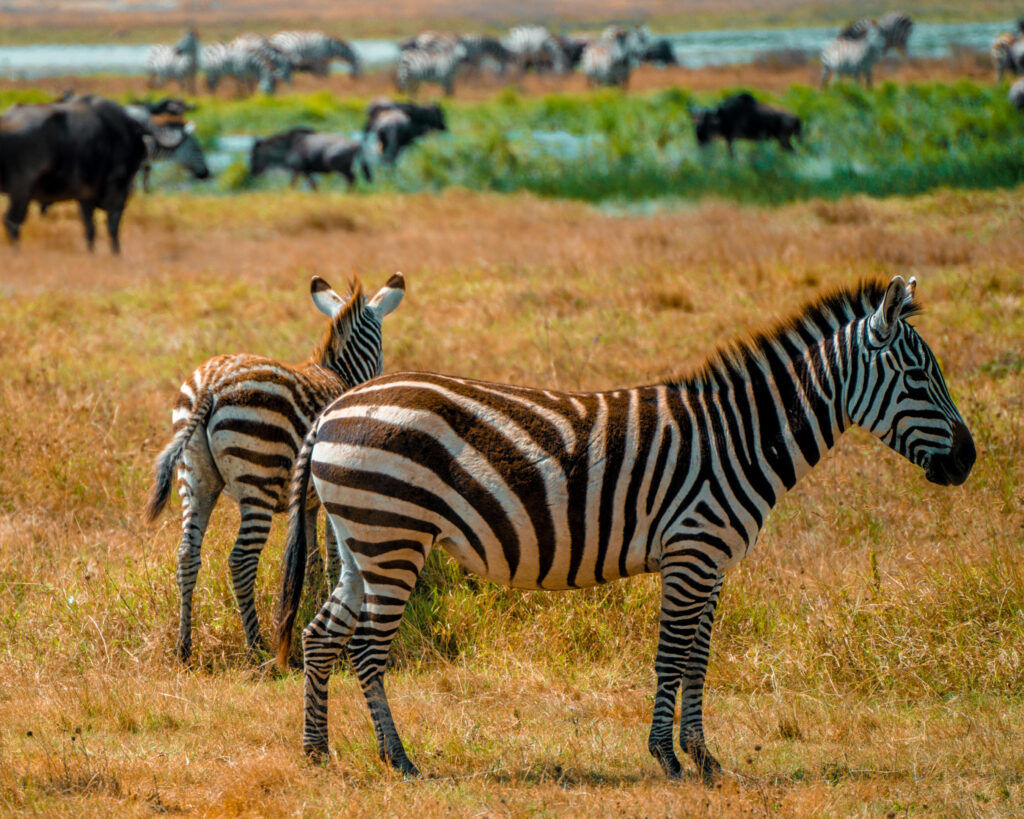 Zebras in the Serengeti