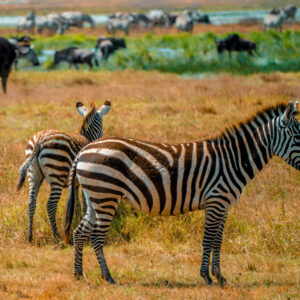 Zebras in the Serengeti