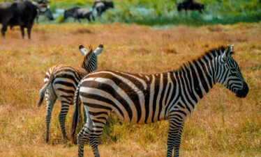 Zebras in the Serengeti