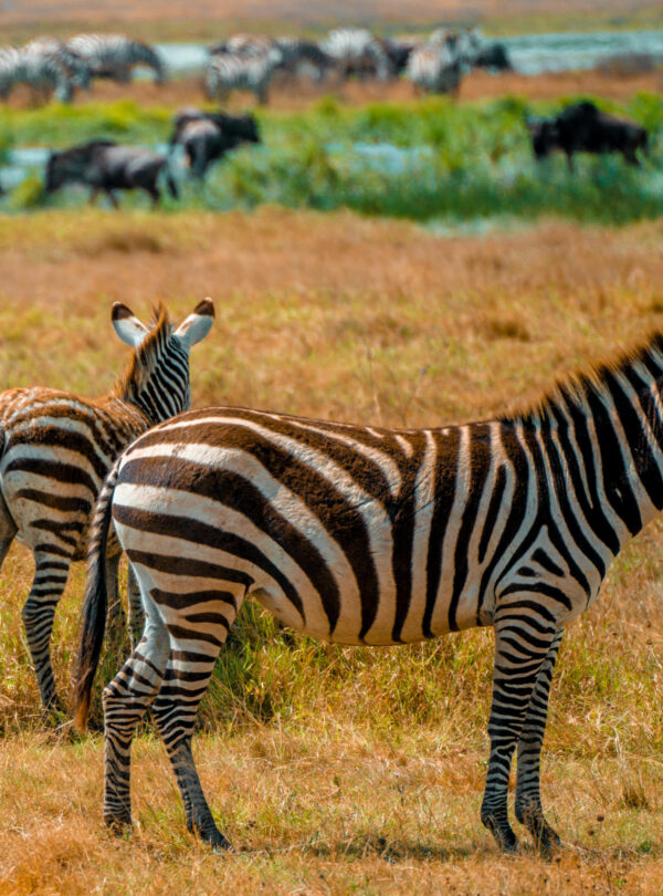 Zebras in the Serengeti