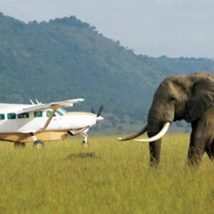 Elephant on the runway with small prop airplane behind