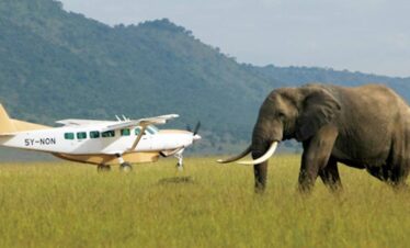 Elephant on the runway with small prop airplane behind