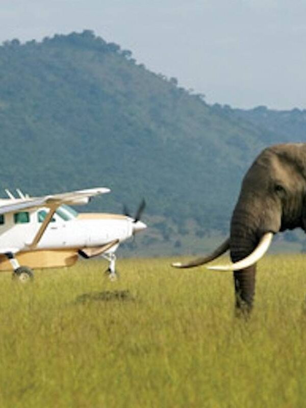 Elephant on the runway with small prop airplane behind