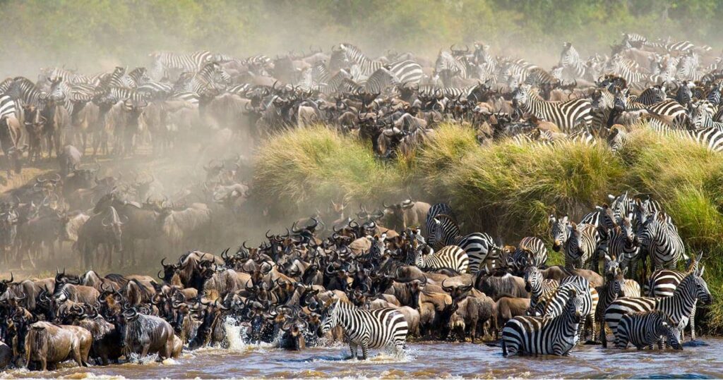 Great Migration in the Serengeti