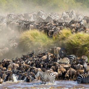 Great Migration in the Serengeti