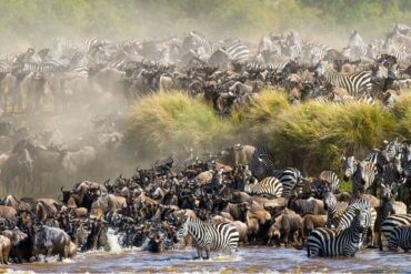 6-Day Serengeti Drive-In Safari Cost – Great Migration in Serengeti