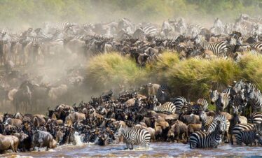 Great Migration in the Serengeti