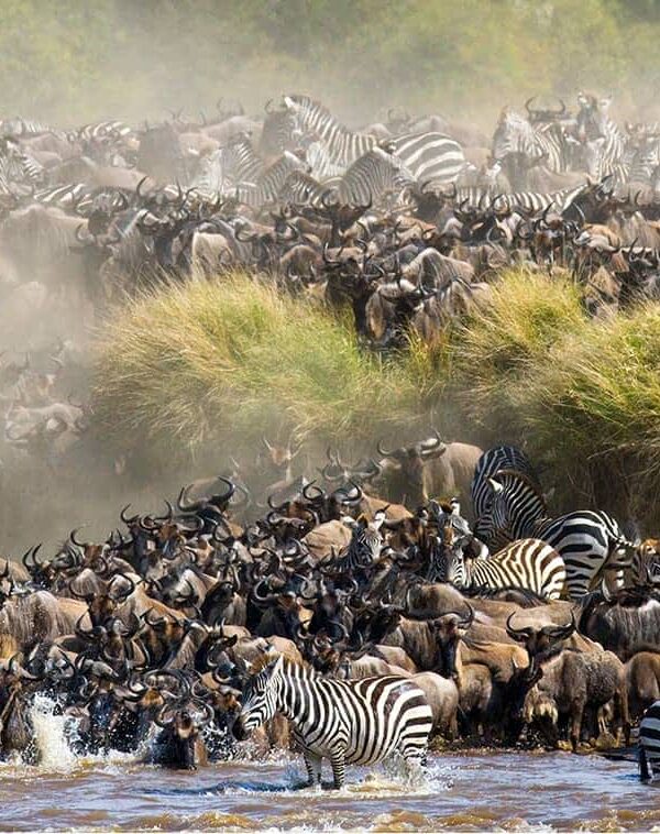 Great Migration in the Serengeti