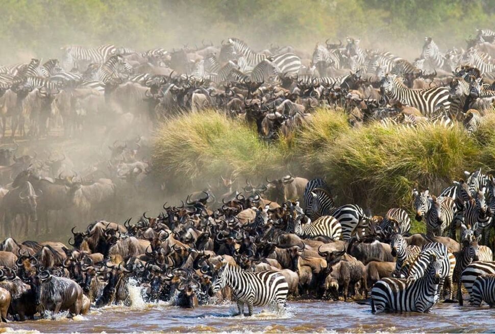 6-Day Serengeti Drive-In Safari Cost – Great Migration in Serengeti
