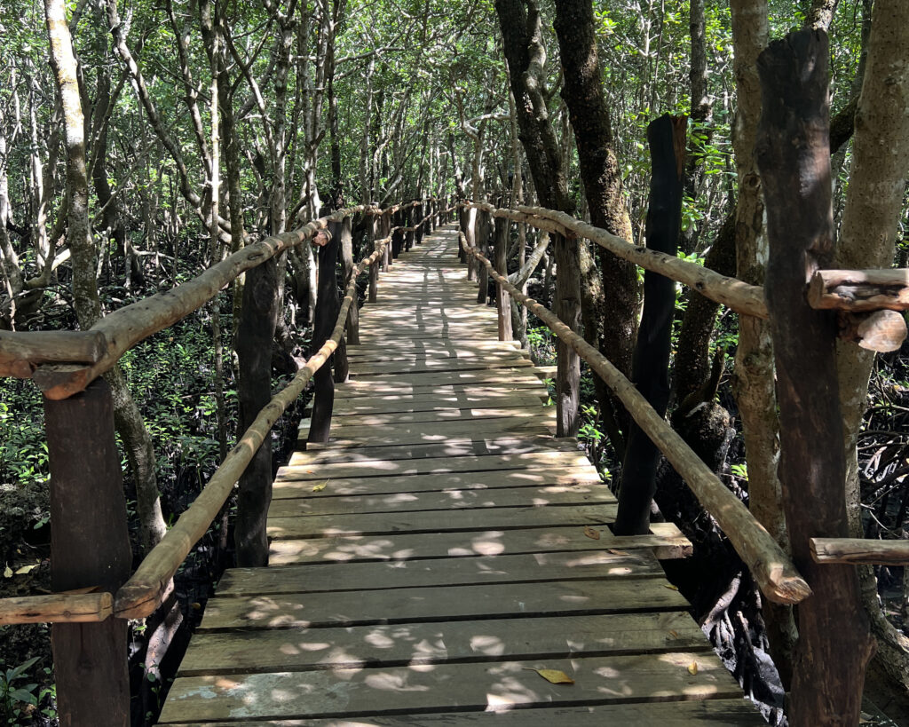 Mangrove boardwalk in Jozani Chwaka Bay National Park