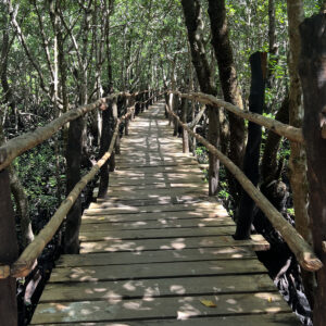 Mangrove boardwalk in Jozani Chwaka Bay National Park