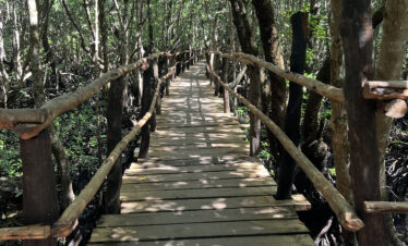 Mangrove boardwalk in Jozani Chwaka Bay National Park