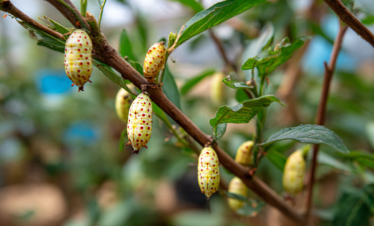 Caterpillar and chrysalis on plants at a Zanzibar butterfly centre