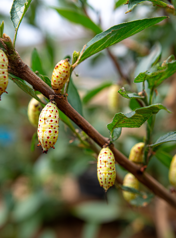 Caterpillar and chrysalis on plants at a Zanzibar butterfly centre