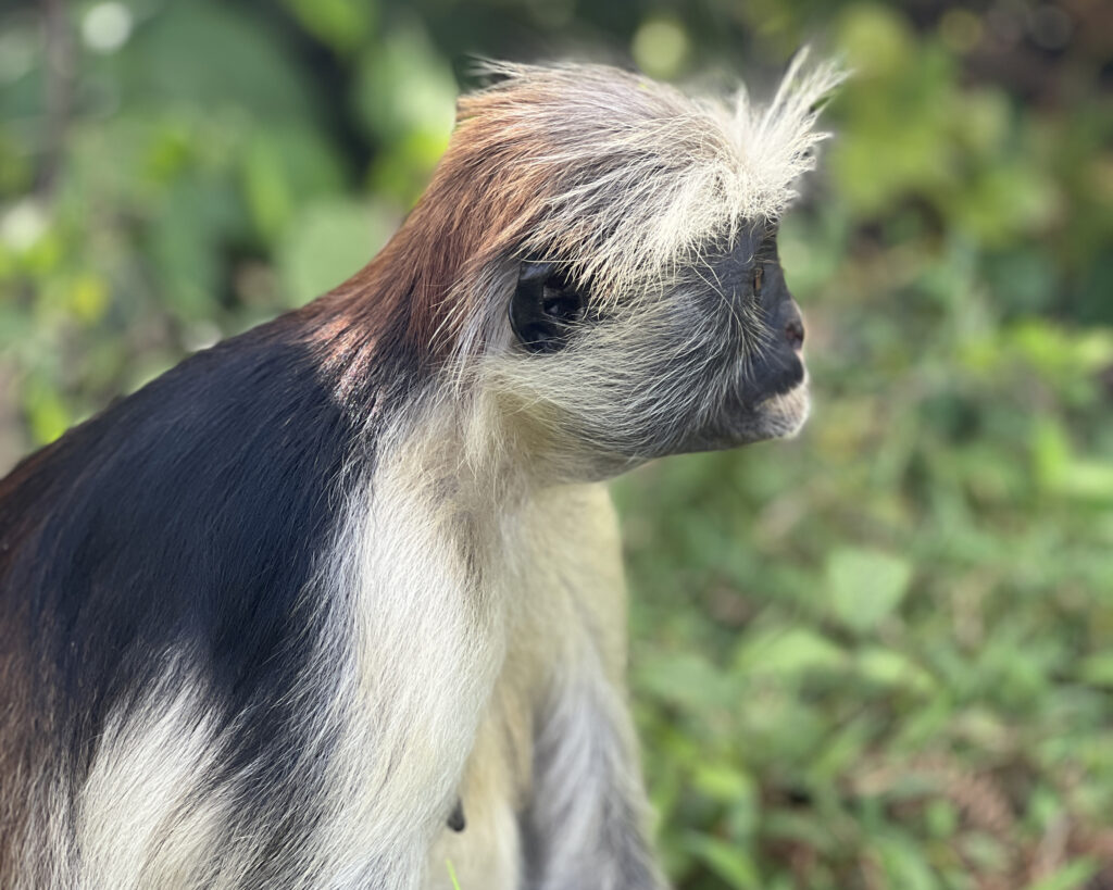 Red colobus monkey in Jozani Forest, Zanzibar
