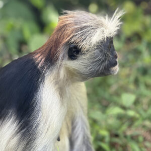 Red colobus monkey in Jozani Forest, Zanzibar