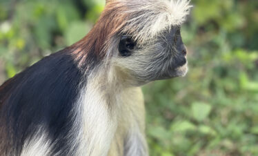 Red colobus monkey in Jozani Forest, Zanzibar