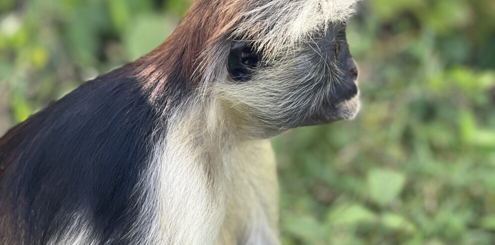 Red colobus monkey in Jozani Forest, Zanzibar