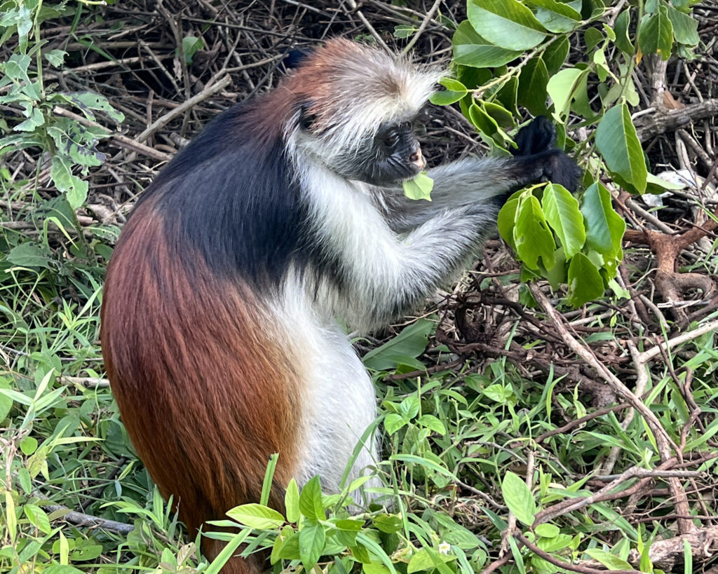 Red Colobus monkey resting in Jozani Forest, Zanzibar, a popular wildlife attraction during a 5 day Zanzibar trip.