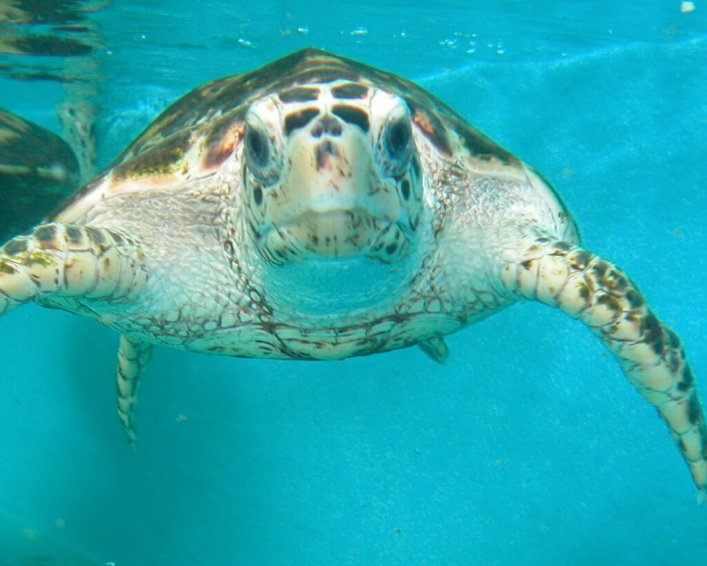 Swimming with turtles in Zanzibar