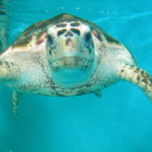 Swimming with turtles in Zanzibar