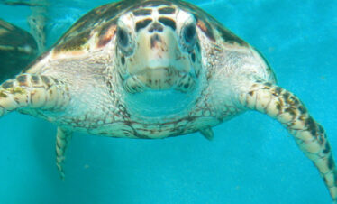 Swimming with turtles in Zanzibar