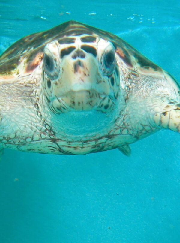 Swimming with turtles in Zanzibar