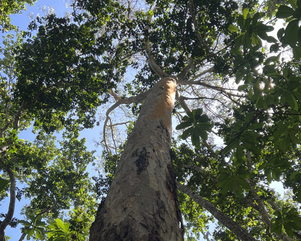 Dense green forest canopy in Jozani Forest, Zanzibar