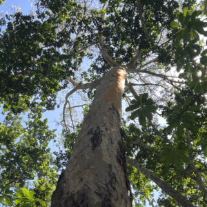 Dense green forest canopy in Jozani Forest, Zanzibar