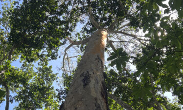 Dense green forest canopy in Jozani Forest, Zanzibar